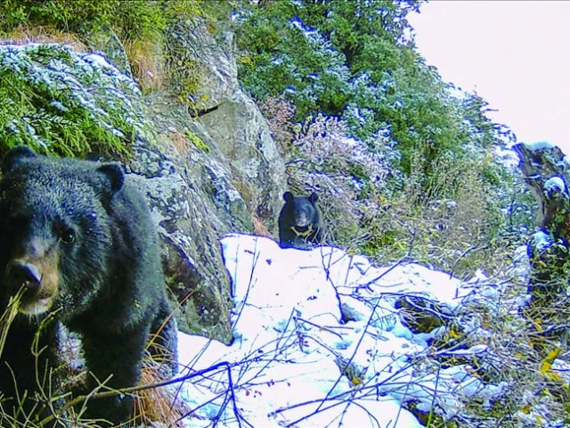 bears photo anadolu agency