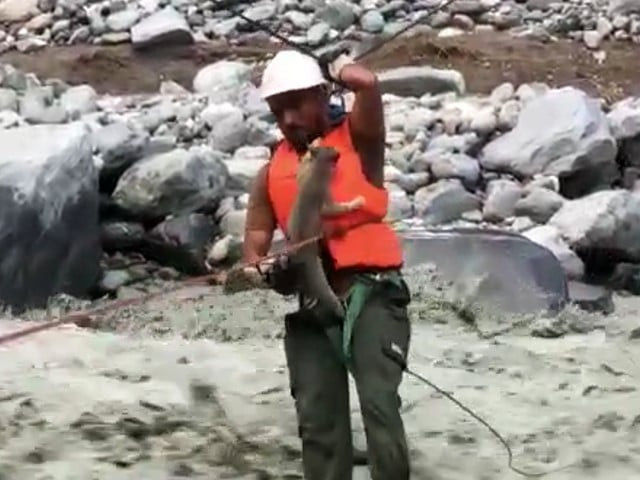 at one tense point the cat almost fell into the river quick to act the rescuer caught the feline in the nick of time and successfully carried the creature to safety screengrab at one tense point the cat almost fell into the river quick to act the rescuer caught the feline in the nick of time and successfully carried the creature to safety screengrab