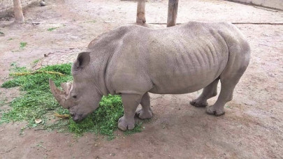70 s african white rhinos relocated to rwanda 70 s african white rhinos relocated to rwanda