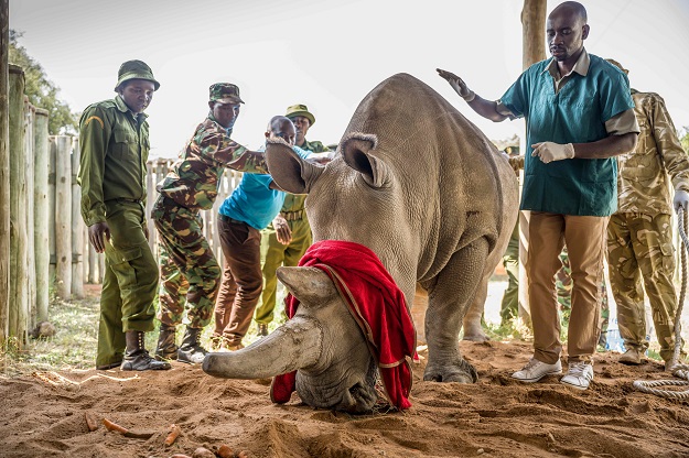 Kenya Wildlife Service vet Dominic Mijele (3rd L) and Ol Pejeta's vet Stephen Ngulu standing next to Fatu, 19, one of the last two northern white rhinos left on the planet. PHOTO: AFP
