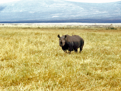 inside africa why the indus is longer than the nile for some pakistanis inside africa why the indus is longer than the nile for some pakistanis