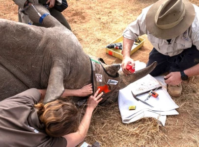 scientists tag rhino horns with radioactive stuff to halt poaching