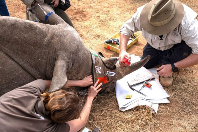 a sedated rhinoceros lies unconscious as professor james larkin from the university of the witwatersrand s radiation and health physics unit rhpu uses a can of identification spray datadot after carefully implanting dosed and calculated radioisotopes into it s horns along with other rhisotope project members at an undisclosed location in the waterbury unesco biosphere in mokopane on june 25 2024 photo afp a sedated rhinoceros lies unconscious as professor james larkin from the university of the witwatersrand s radiation and health physics unit rhpu uses a can of identification spray datadot after carefully implanting dosed and calculated radioisotopes into it s horns along with other rhisotope project members at an undisclosed location in the waterbury unesco biosphere in mokopane on june 25 2024 photo afp