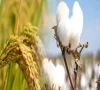 cotton crop satisfactory rice beats target cotton crop satisfactory rice beats target