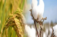 cotton crop satisfactory rice beats target
