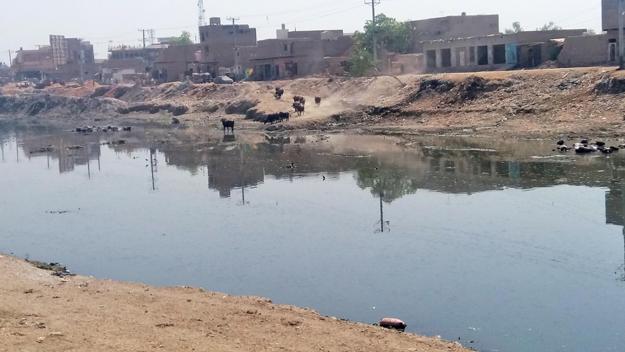 People throwing garbage into the canal and buffaloes swimming in it is a frequent sight these days. PHOTO: COURTESY JAMAL DAWOODPOTO