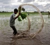 a farmer holds rice sapling as he prepares to plant them in a field on the outskirts of ahmedabad india photo reuters a farmer holds rice sapling as he prepares to plant them in a field on the outskirts of ahmedabad india photo reuters