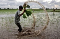 a farmer holds rice sapling as he prepares to plant them in a field on the outskirts of ahmedabad india photo reuters a farmer holds rice sapling as he prepares to plant them in a field on the outskirts of ahmedabad india photo reuters