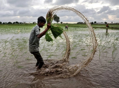 australian federal court rejects india s bid for exclusive basmati trademark