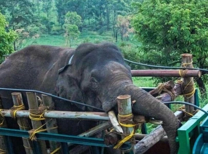 india captures rice raiding elephant after 6 killed india captures rice raiding elephant after 6 killed