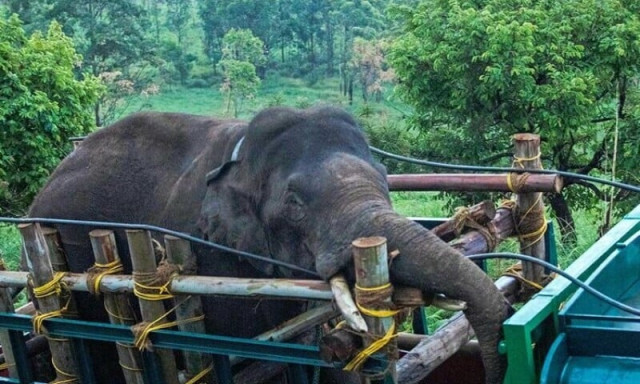 india captures rice raiding elephant after 6 killed india captures rice raiding elephant after 6 killed