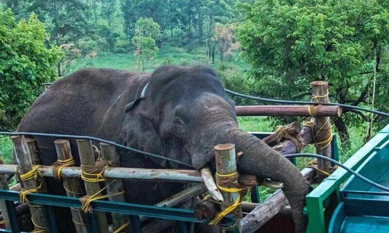 india captures rice raiding elephant after 6 killed india captures rice raiding elephant after 6 killed