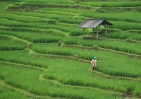 in a pilot program in kunshan east china s jiangsu province the model successfully created a closed loop system by adjusting fertilization dynamically based on weather and crop growth cycles photo pixabay