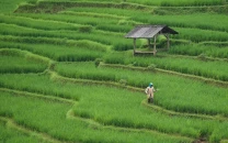 china debuts new ai model for high standard farmland protection china debuts new ai model for high standard farmland protection