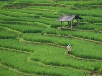 china debuts new ai model for high standard farmland protection china debuts new ai model for high standard farmland protection