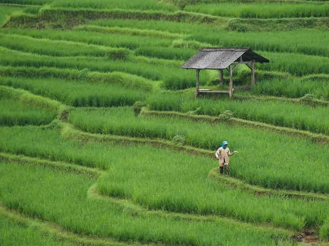 in a pilot program in kunshan east china s jiangsu province the model successfully created a closed loop system by adjusting fertilization dynamically based on weather and crop growth cycles photo pixabay