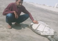 the dead turtle at clifton is not an isolated reminder of the pressures facing marine life photo wwf the dead turtle at clifton is not an isolated reminder of the pressures facing marine life photo wwf