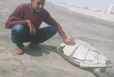 the dead turtle at clifton is not an isolated reminder of the pressures facing marine life photo wwf