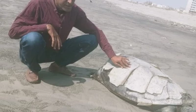 the dead turtle at clifton is not an isolated reminder of the pressures facing marine life photo wwf