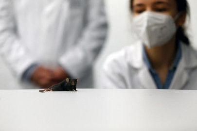 german scientists make paralysed mice walk again german scientists make paralysed mice walk again