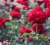 sultanpur s rose economy blooms sultanpur s rose economy blooms