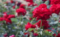 sultanpur s rose economy blooms
