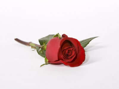 buy the damn rose buy the damn rose