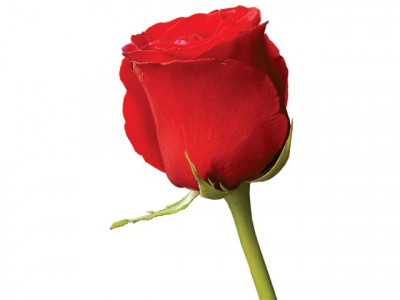 valentine s surprise rosy start to a fiery debate in k p assembly