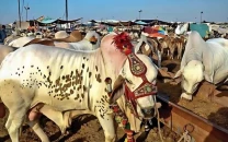 sacrificial animals robbed drivers protest police robber nexus