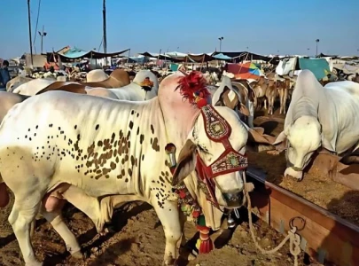 sacrificial animals robbed drivers protest police robber nexus sacrificial animals robbed drivers protest police robber nexus