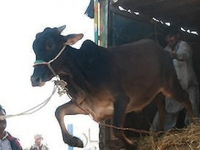 bakra eid changing from sacrifice to fad bakra eid changing from sacrifice to fad