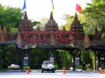 zookeeper killed in lion attack at bangkok safari park during tourist visit zookeeper killed in lion attack at bangkok safari park during tourist visit