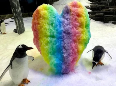 sphen half of world famous same sex penguin couple dies at sydney aquarium at age 11