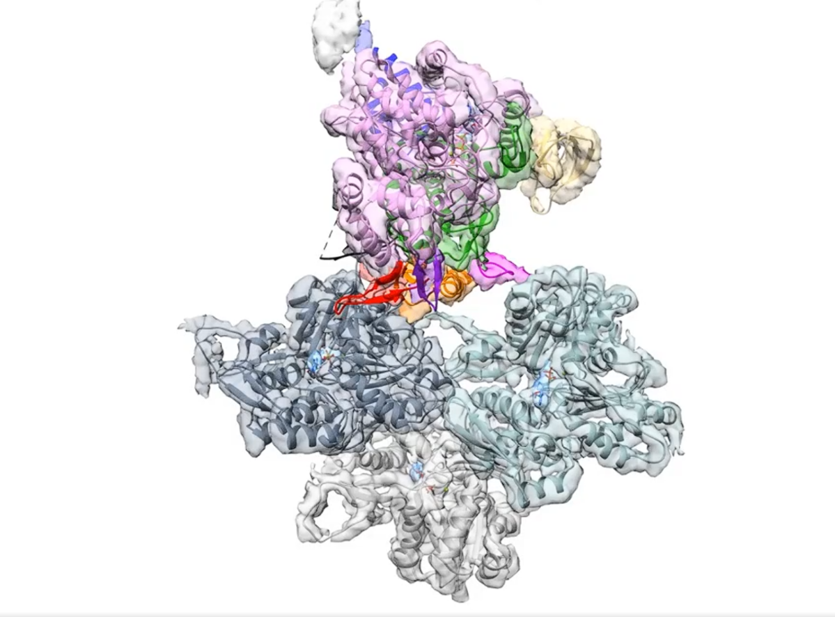 Molecular structure of the protein myosin. Source: x.com/NikoMcCarty