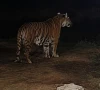 a bengal tiger and two cubs are spotted in b block street 15 in gulberg greens on thursday app