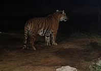 a bengal tiger and two cubs are spotted in b block street 15 in gulberg greens on thursday app