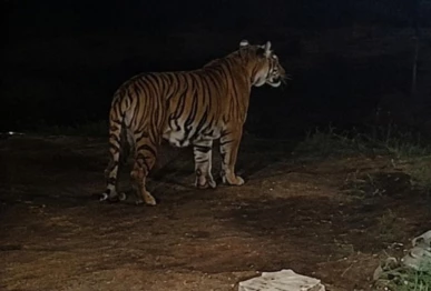 a bengal tiger and two cubs are spotted in b block street 15 in gulberg greens on thursday app