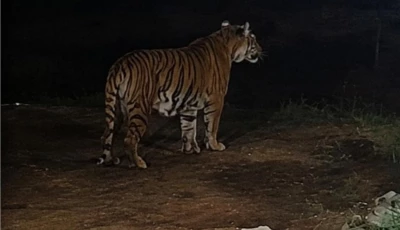 a bengal tiger and two cubs are spotted in b block street 15 in gulberg greens on thursday app
