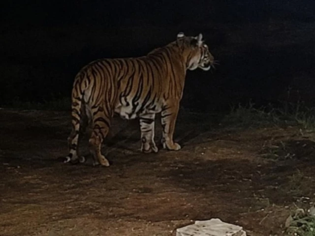 Panic in Islamabad's Gulberg Greens as Bengal tiger, two cubs spotted in residential area