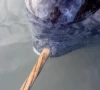 what makes a narwhal s tusk so special