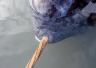 arctic tusk a narwhal tusk in the scoresby sound fjord system near ittoqqortoormiit east greenland photo afp