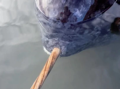 what makes a narwhal s tusk so special what makes a narwhal s tusk so special