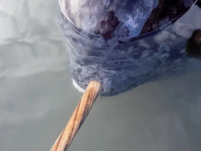 arctic tusk a narwhal tusk in the scoresby sound fjord system near ittoqqortoormiit east greenland photo afp arctic tusk a narwhal tusk in the scoresby sound fjord system near ittoqqortoormiit east greenland photo afp