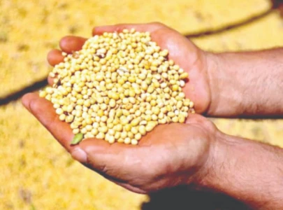 gmo soybean revives feed industry
