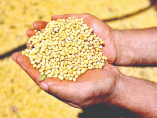 gmo soyabean gmo soyabean