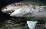 the diver is believed to have been attacked by a broadnose sevengill shark photo wikimedia commons the diver is believed to have been attacked by a broadnose sevengill shark photo wikimedia commons