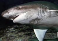 the diver is believed to have been attacked by a broadnose sevengill shark photo wikimedia commons