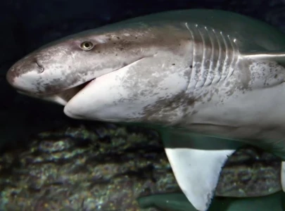 diver injured in shark attack off tasmania coast diver injured in shark attack off tasmania coast