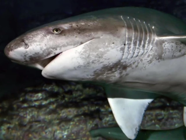 Diver injured in shark attack off Tasmania coast Diver injured in shark attack off Tasmania coast