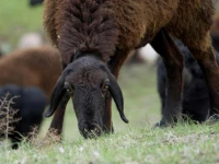 the sheep wander up to 500 kilometres 300 miles in search of grazing land helping pastures regenerate photo by afp